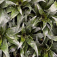 Dracena Fragans