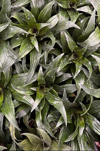 Dracena Fragans