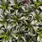 Dracena Fragans