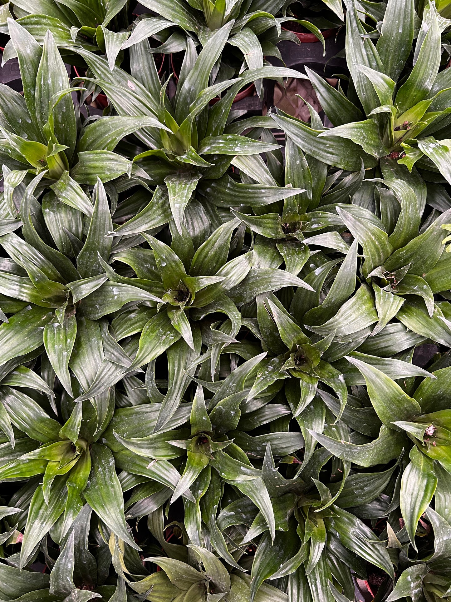 Dracena Fragans
