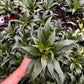 Dracena Fragans
