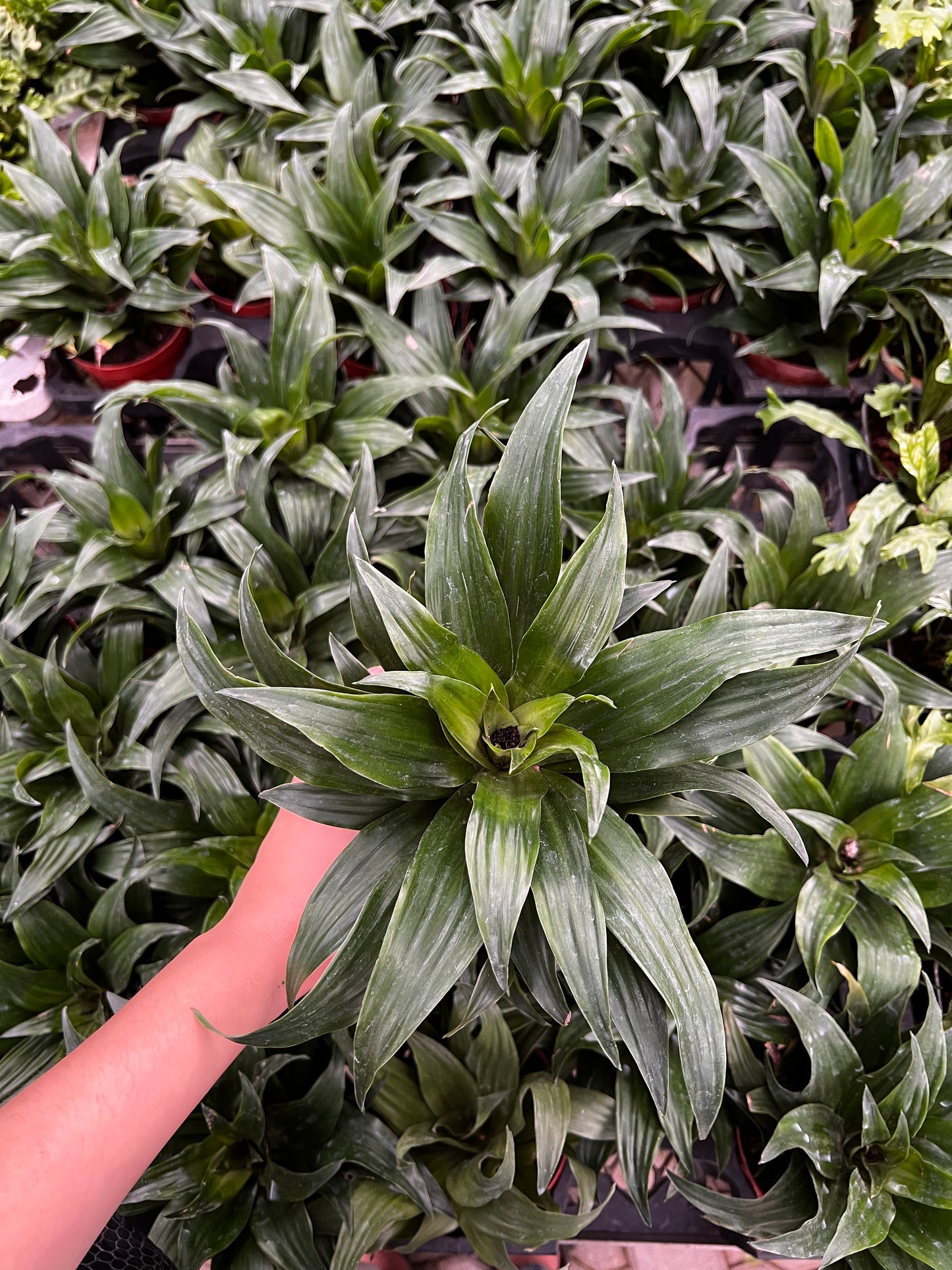 Dracena Fragans