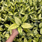 Aglaonema Snow White