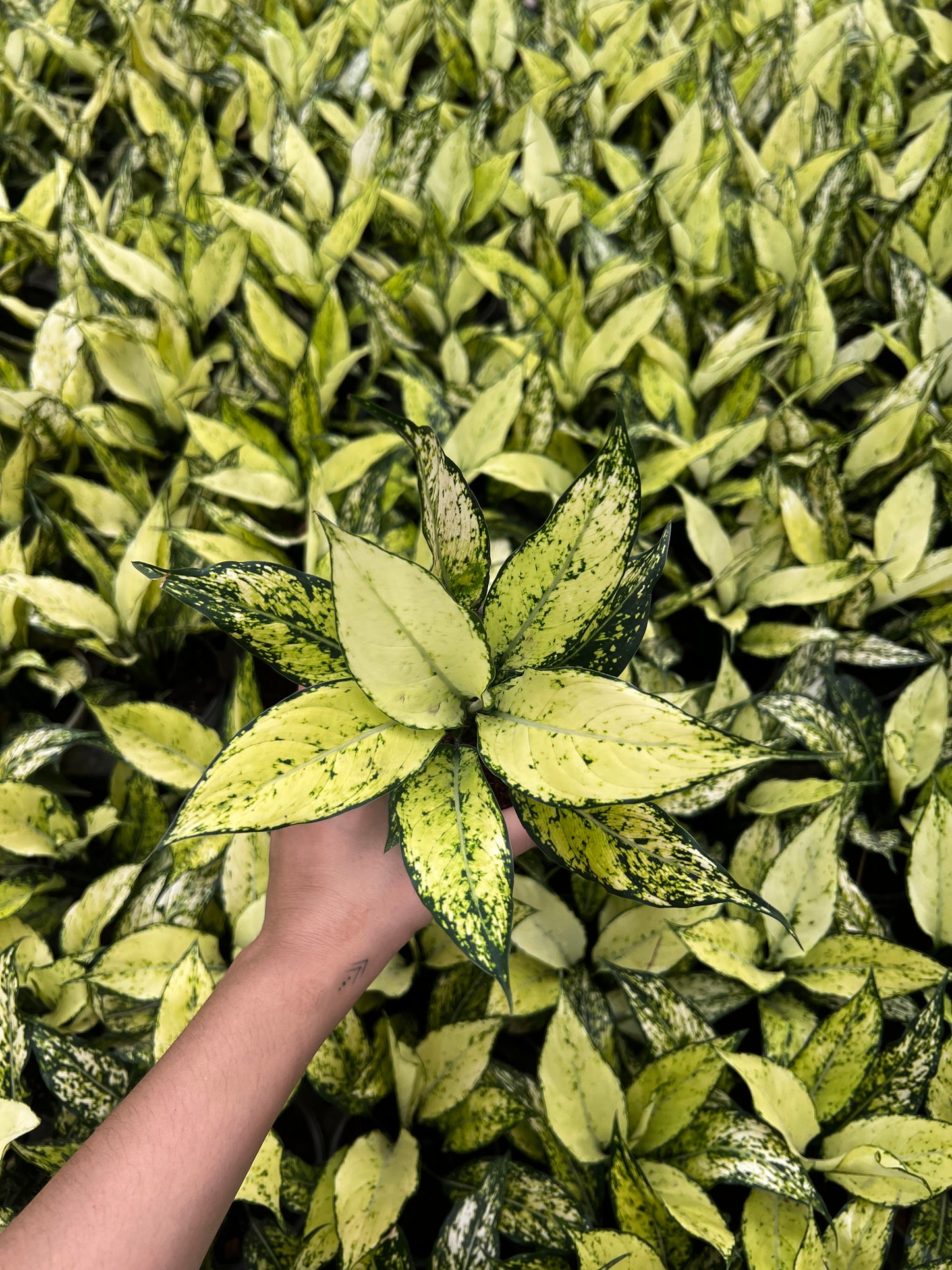 Aglaonema Snow White