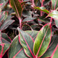 Aglaonema Red lipstick