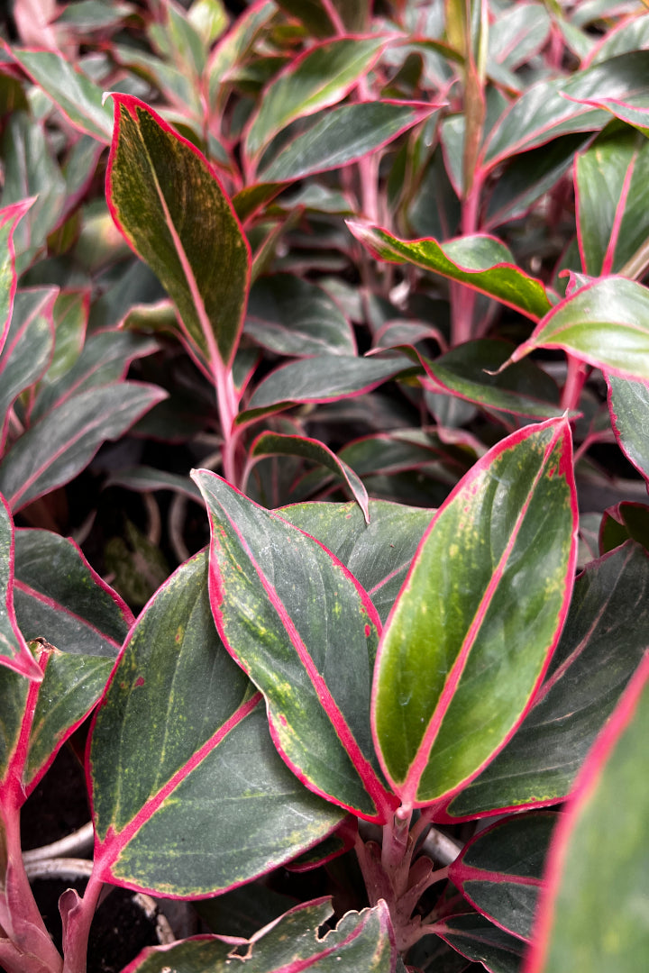 Aglaonema Red lipstick