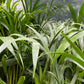 Arcea palm