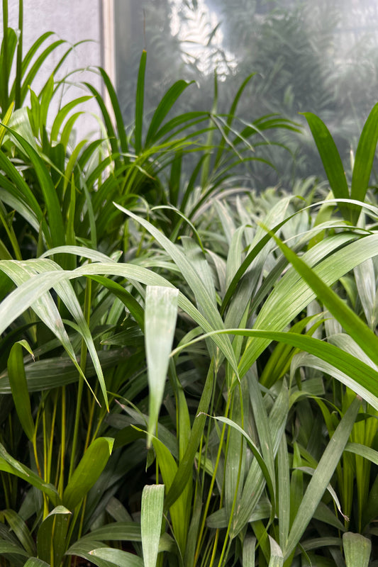 Arcea palm