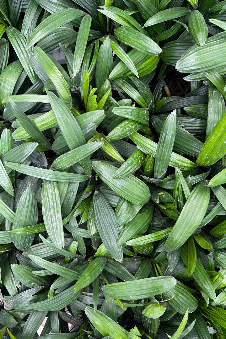 Raphis palm