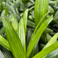 Raphis palm