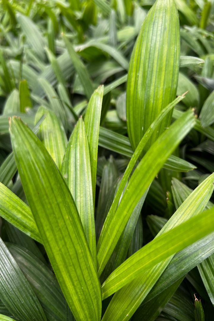 Raphis palm