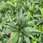 Raphis palm