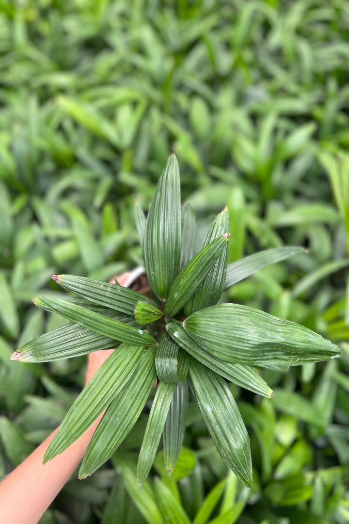 Raphis palm