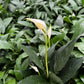 Peace Lily