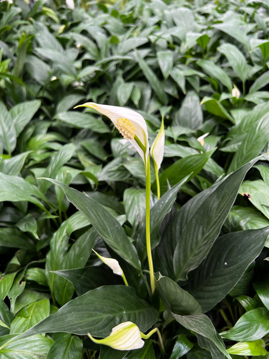 Peace Lily