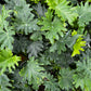 Philodendron lace tree
