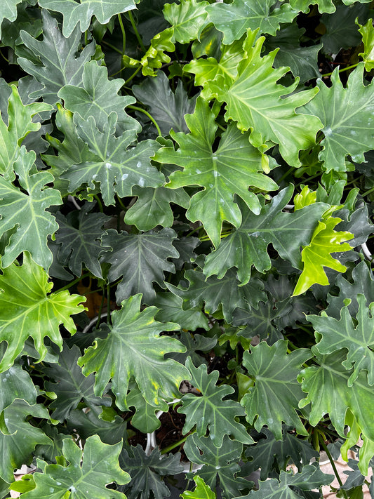 Philodendron lace tree