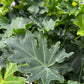 Philodendron lace tree