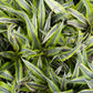 Dracena White Stripped