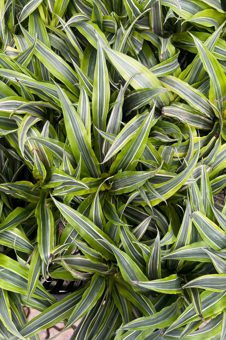 Dracena White Stripped