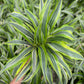 Dracena White Stripped