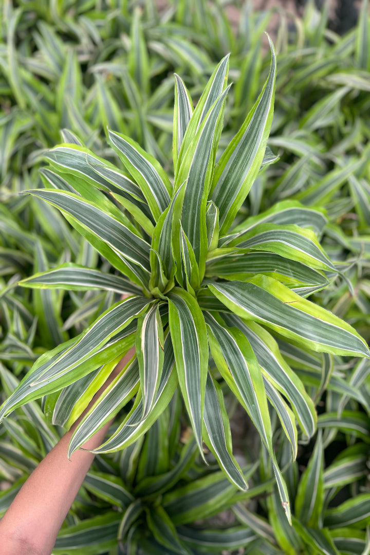 Dracena White Stripped