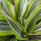 Dracena White Stripped