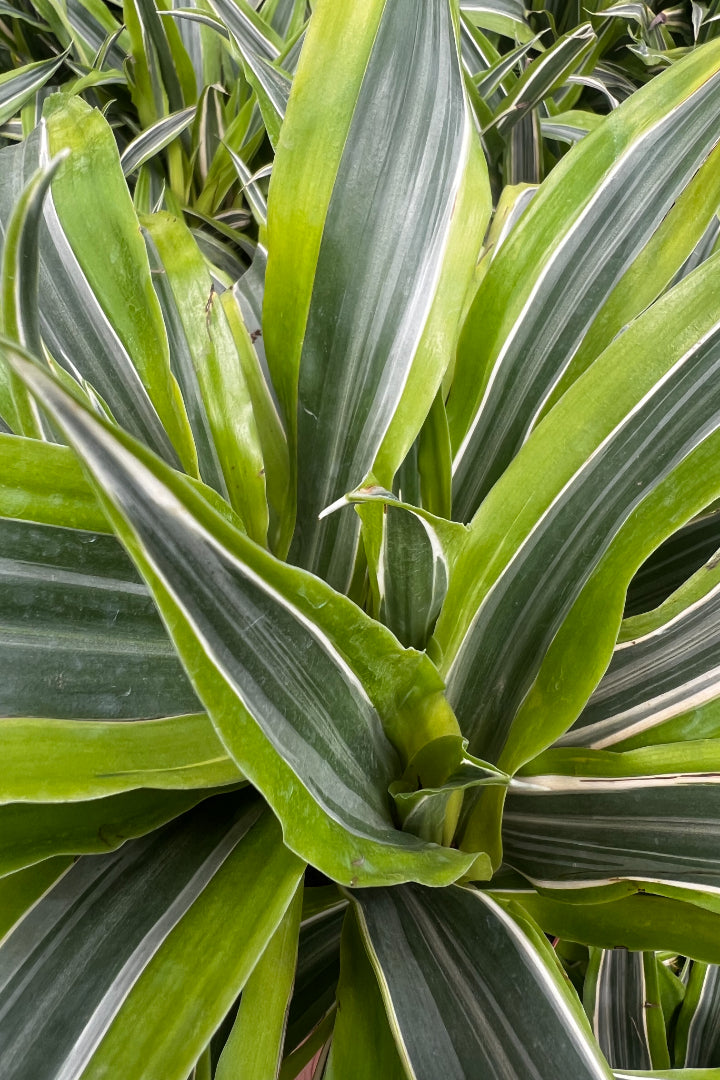 Dracena White Stripped