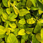 Philodendron Moonlight