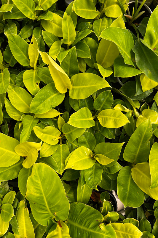 Philodendron Moonlight