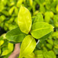 Philodendron Moonlight