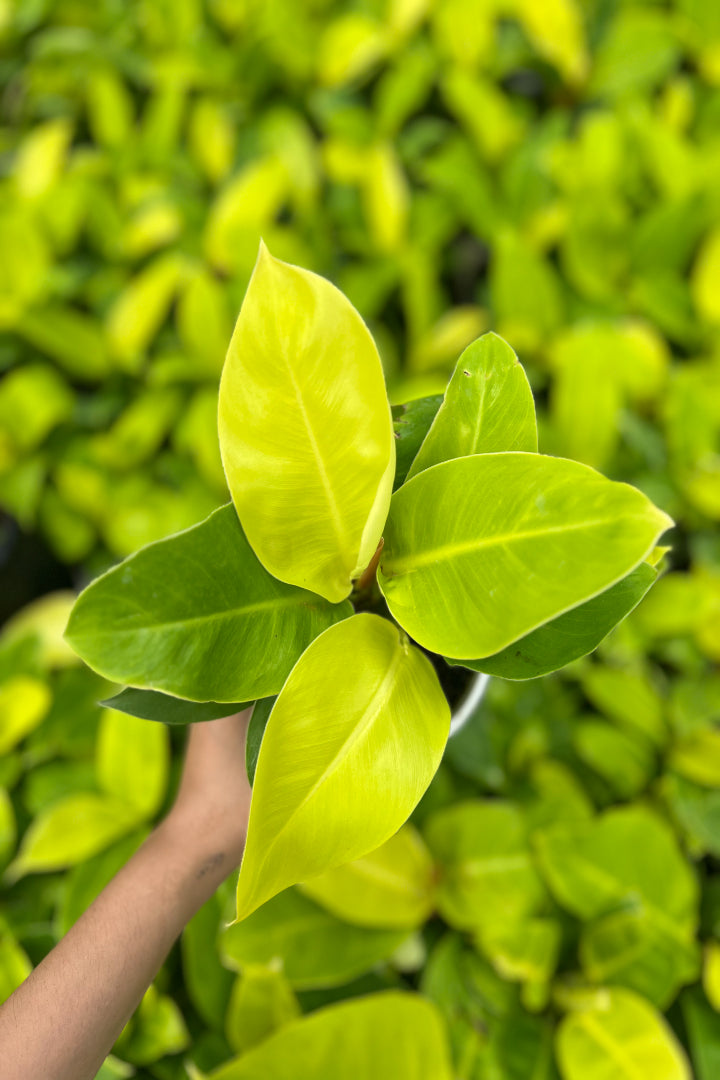 Philodendron Moonlight
