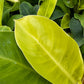 Philodendron Moonlight