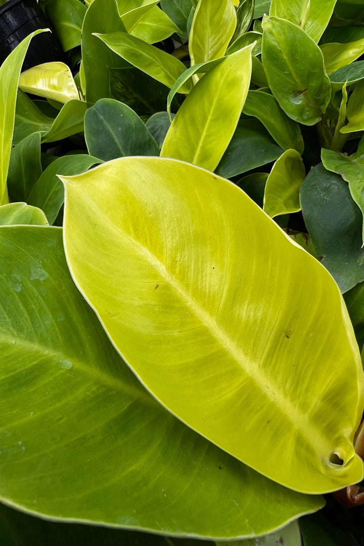 Philodendron Moonlight