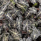 Alocasia poly