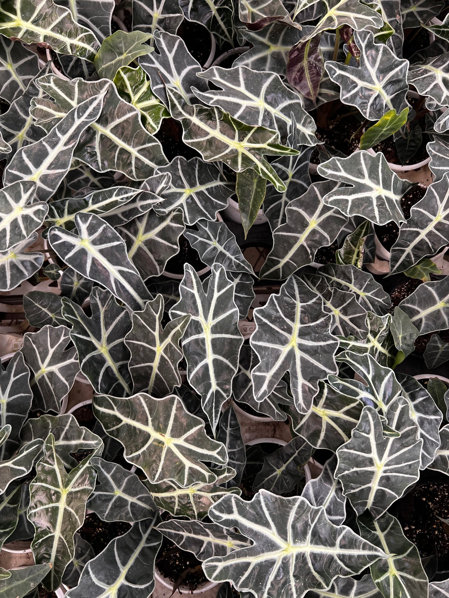 Alocasia poly
