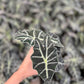 Alocasia poly