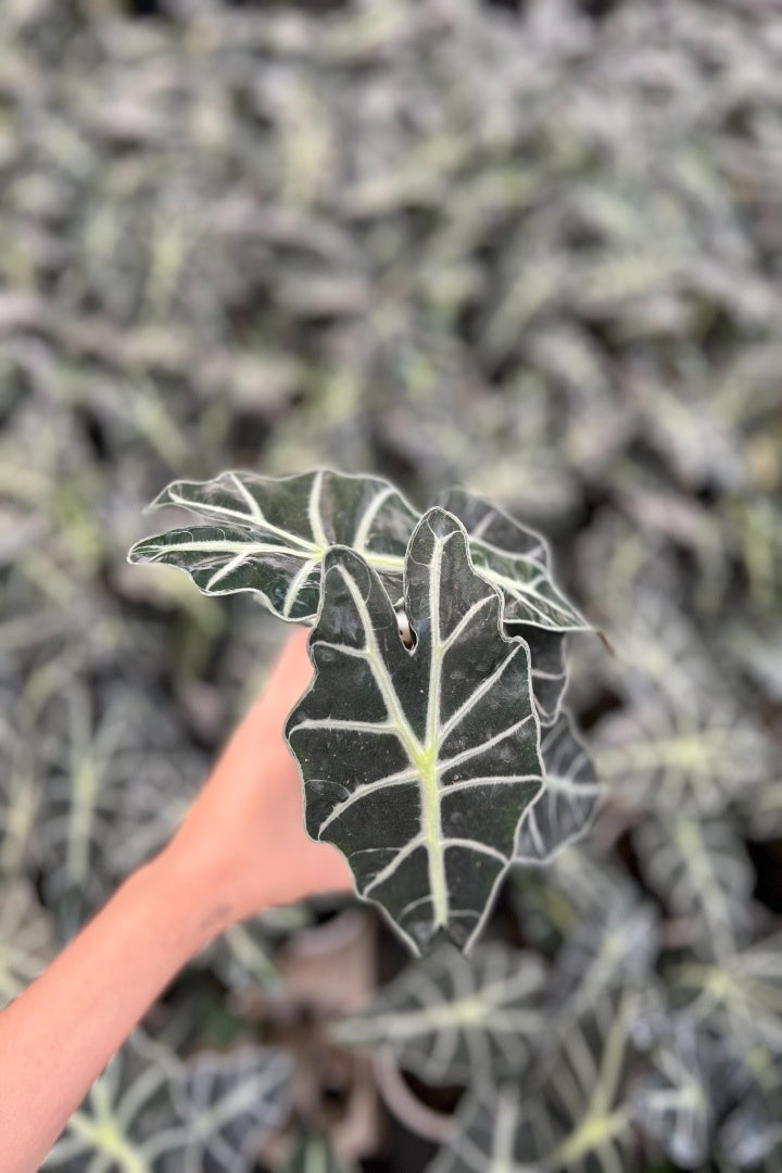 Alocasia poly