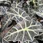 Alocasia poly