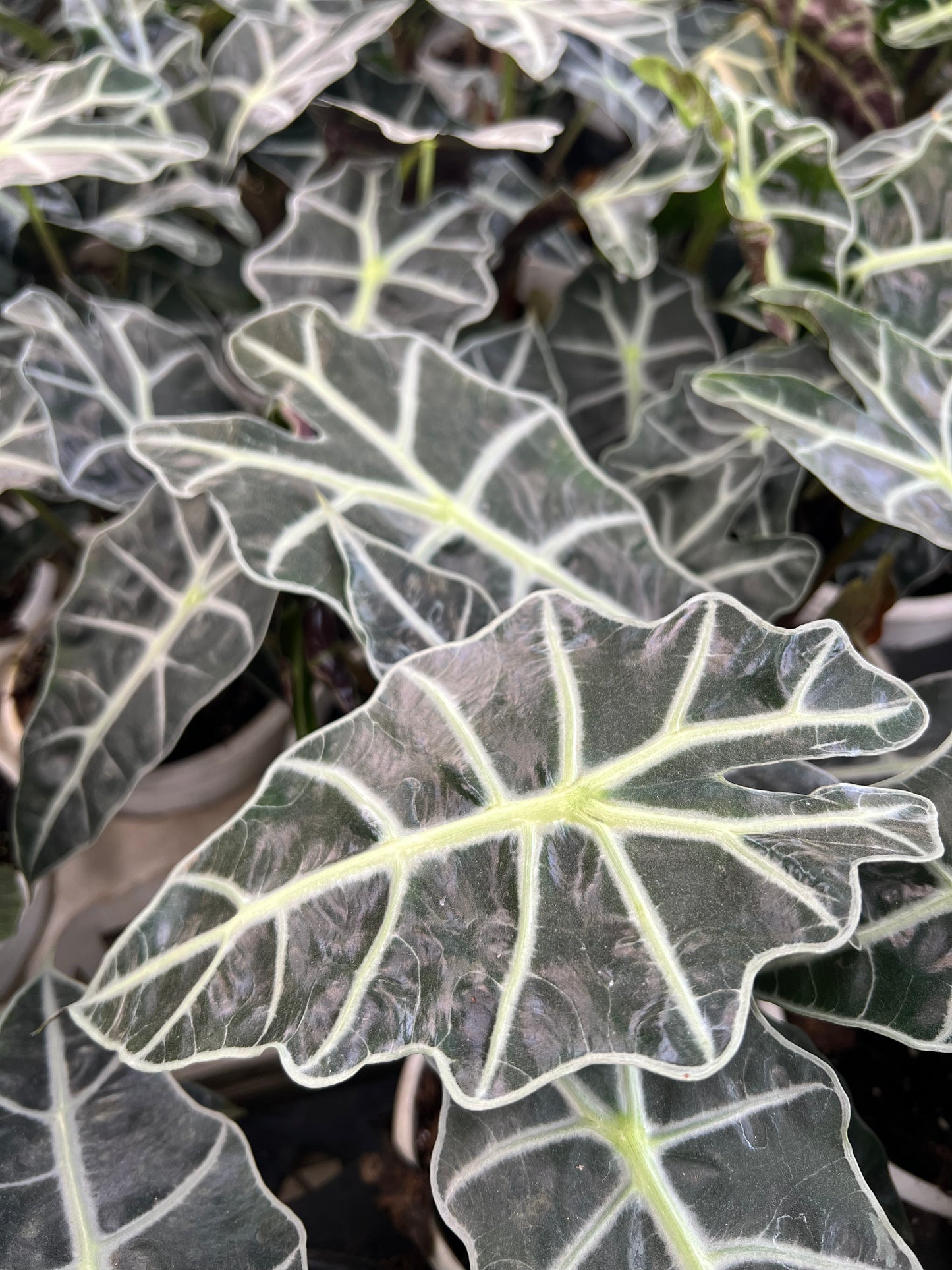 Alocasia poly