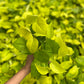 Neon Pothos