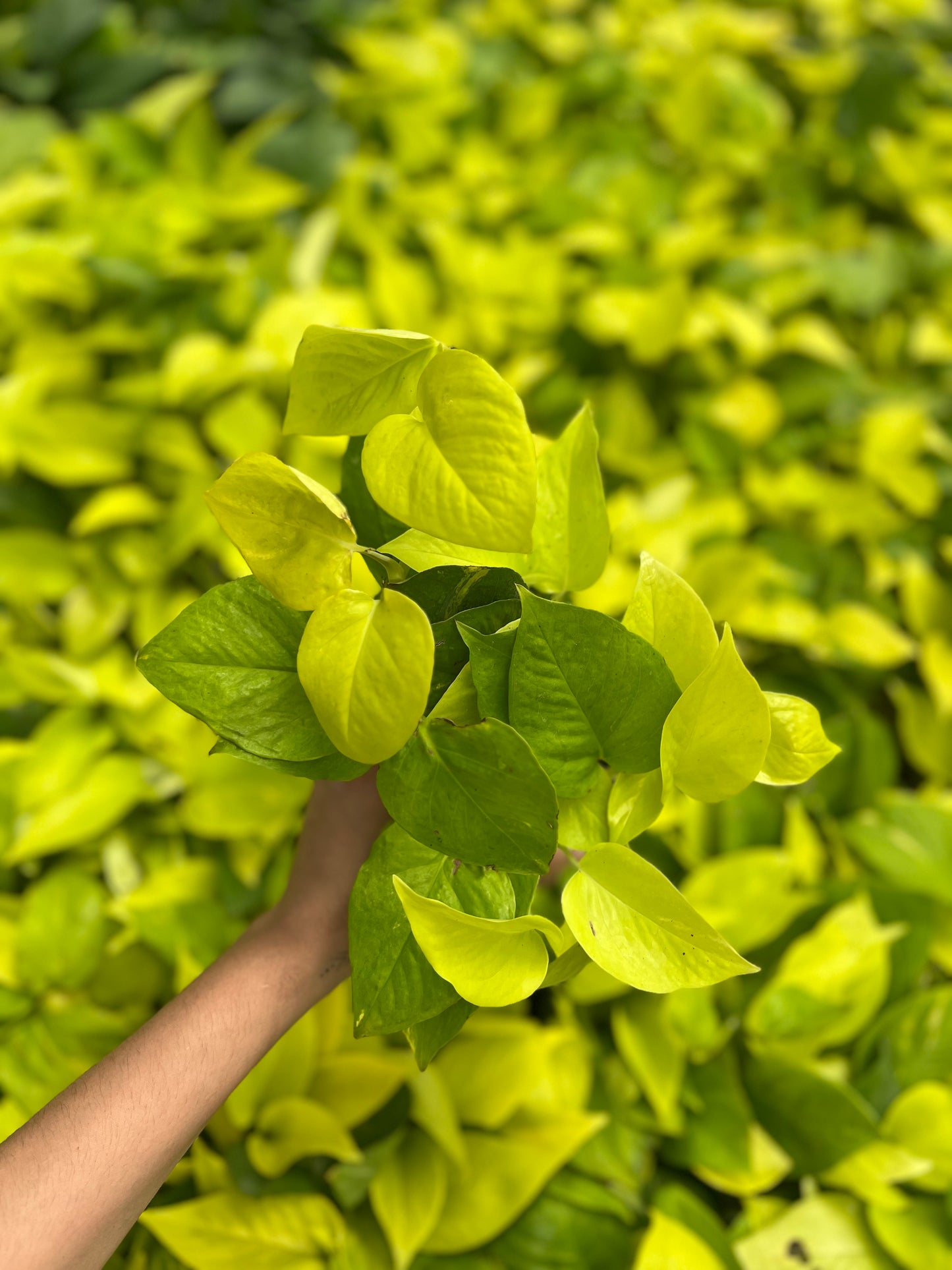 Neon Pothos