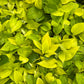 Neon Pothos
