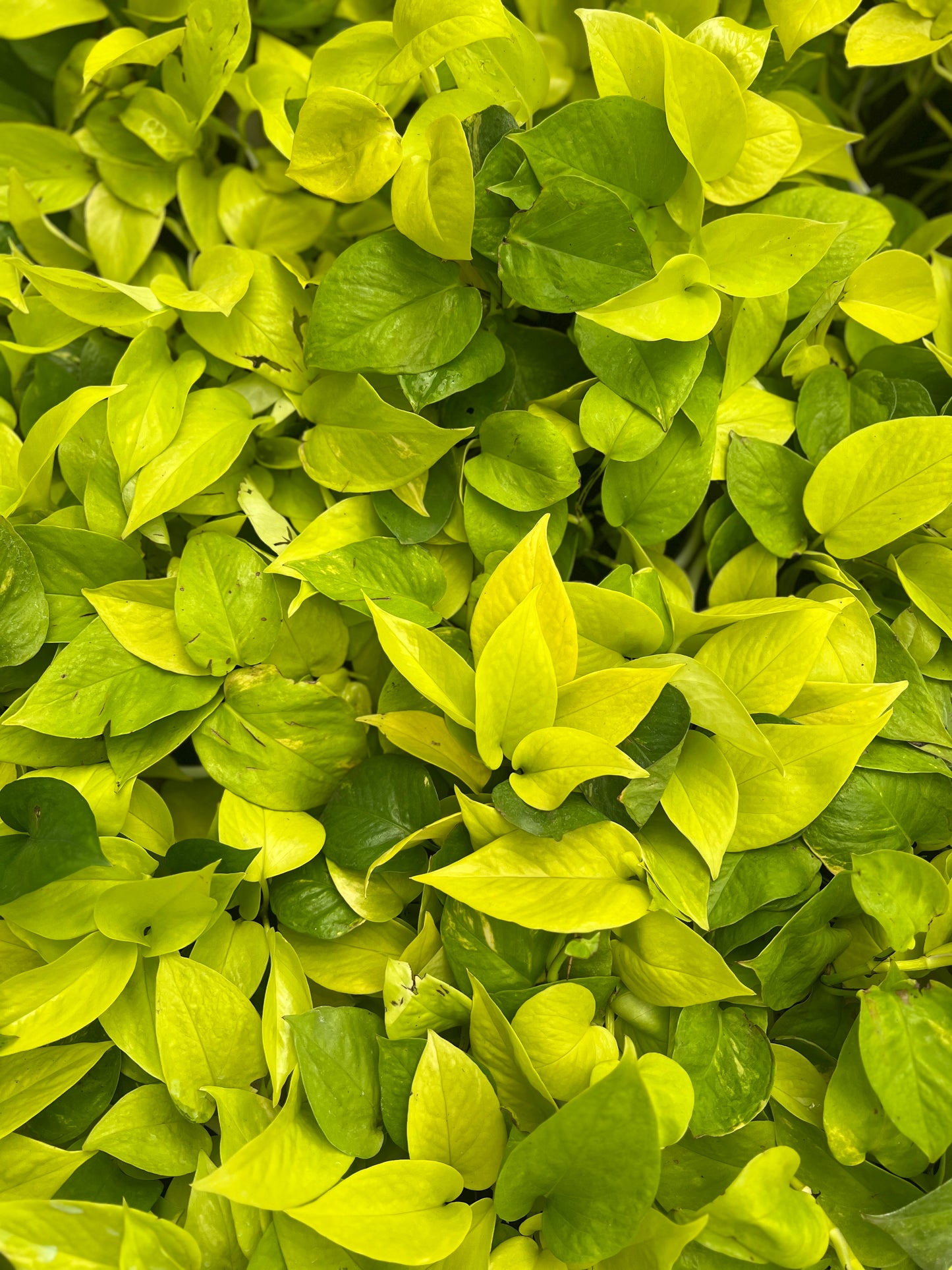 Neon Pothos