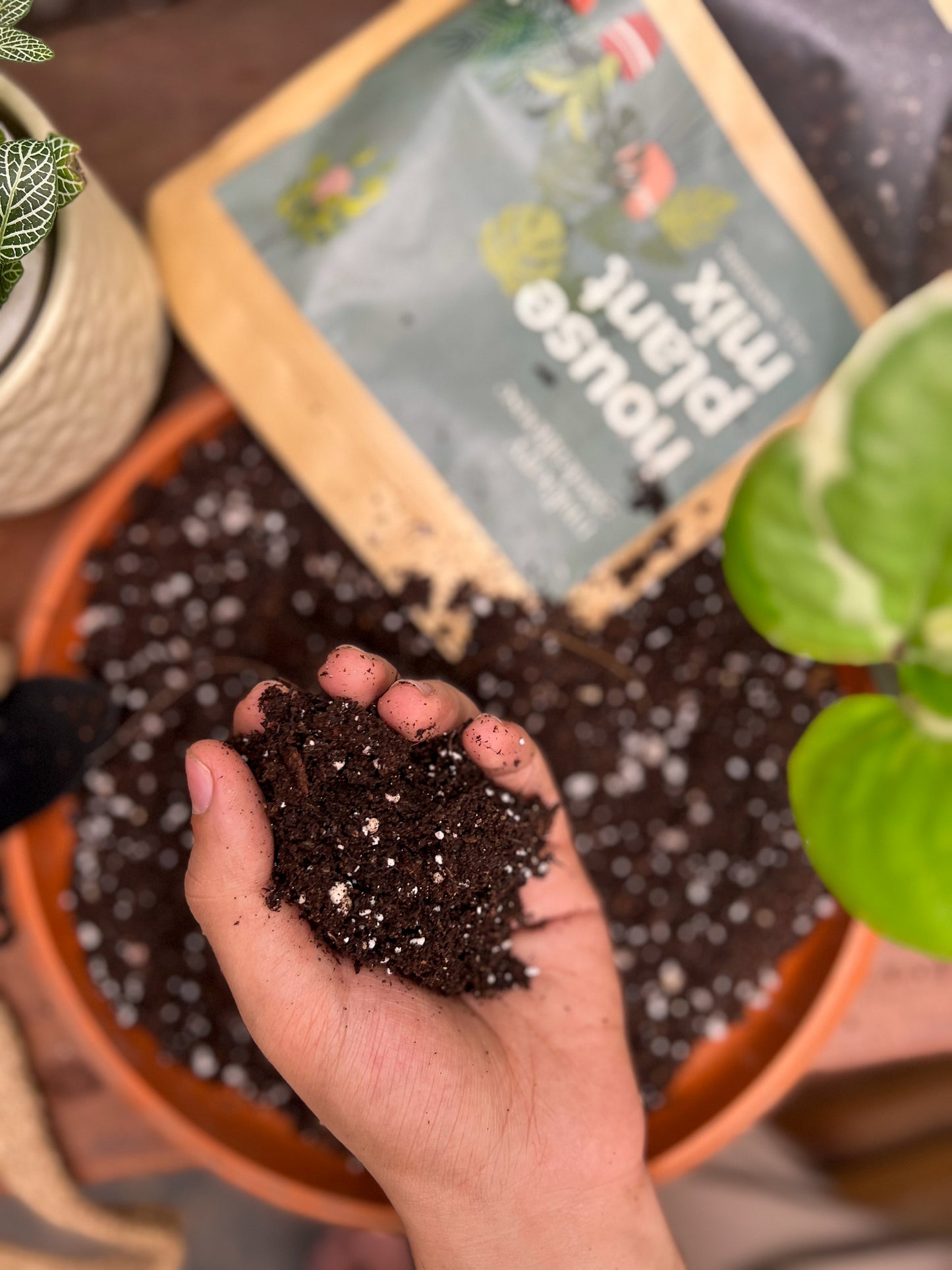 Houseplant mix