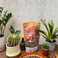 Succulent and Cacti mix