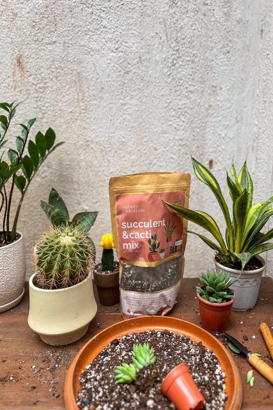 Succulent and Cacti mix
