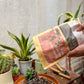 Succulent and Cacti mix