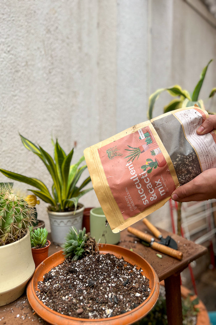 Succulent and Cacti mix