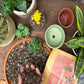 Succulent and Cacti mix